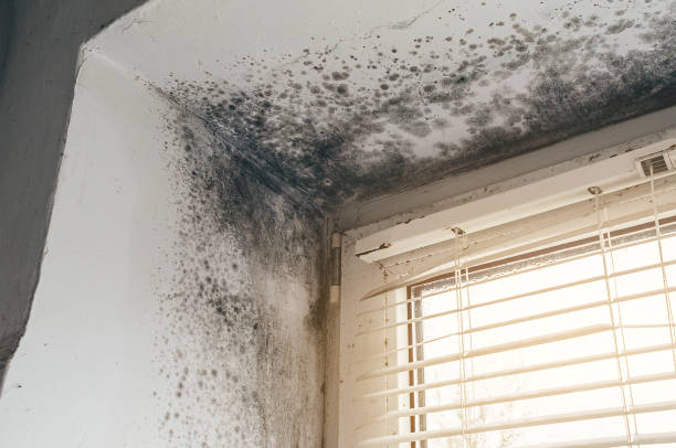Affordable Commercial Mold Remediation solutions in Derwood, MD